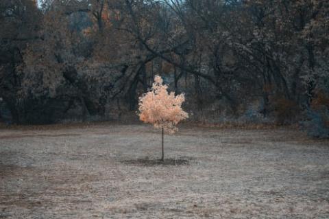 canonical