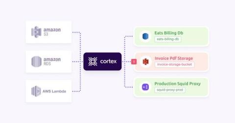 cortex