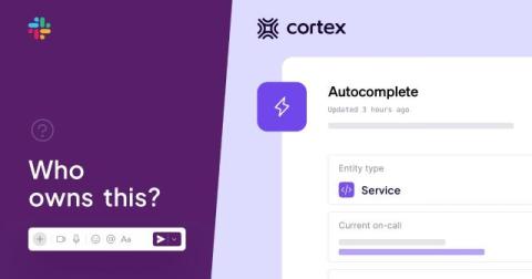 cortex