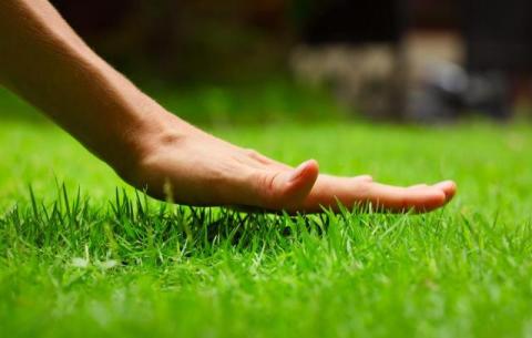 Why You Should Choose Hydroseeding for Your Lawn