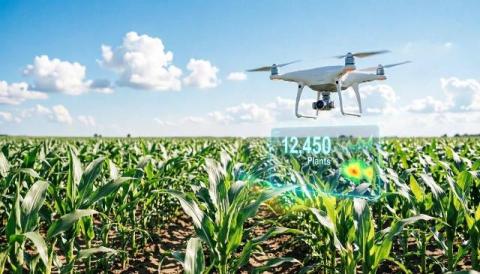 How AI-Based Crop Counting and Health Analysis Boost Agricultural Yield