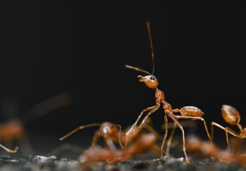 Pest Control Considerations During Home Renovation Projects
